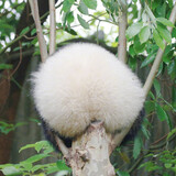 daimenxiaomurong