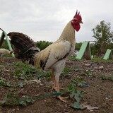 ZMS_Diamond_Gamefarm