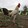 ZMS_Diamond_Gamefarm