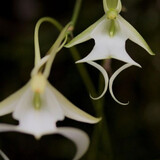 Hizel Angelica Palmi