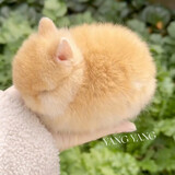 xiaoyangmiemiejiaovo