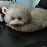 liuyulaurain