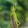 Chicken_Exotics
