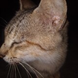 Sal_V12.0
