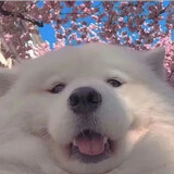 goupaogedianying