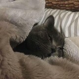 yutouyuanzichixuegao