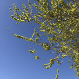 yinxingzaheziwandou