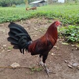 FX4_Gamefowls