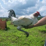 Ittoryu Gamefowl