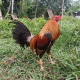 Gerald L. Florentino