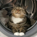 huabidalaobaishoutao