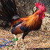 LMY Gamefarm