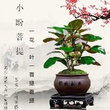 xiaohejianji