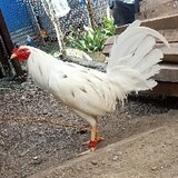Llavsbackyard