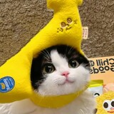 _yueqiao