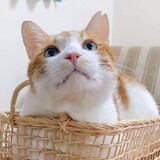 alisakuo0829