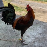 Kiesha's Gamefarm
