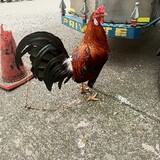 manok cemento