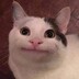 acatcatcat