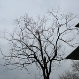 xiaoxiong___zufang