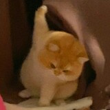 shiazhouyina
