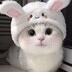 Ms. meow meow
