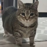 ________iangu
