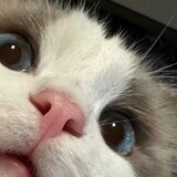 _baihuasheshecao_