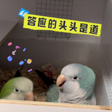 dakuanhehuahua