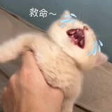 shigulinie