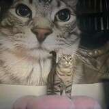 wuyouk