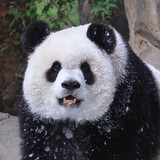 zhiyuxidaxiong___