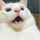 fonfon_Ji