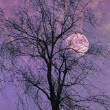 Moonadie