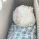 kunishin