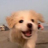 paokuxingzhuixing