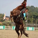 mashutejixiaowei
