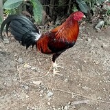 NONOYTABOC
