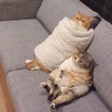 lazygirl9