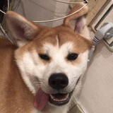 pangpangshiqiutian