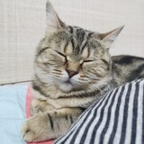 qiumianbaoshu