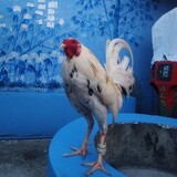 tonixachas
