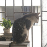 qiuのhuahua