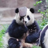 pixiuaichicai