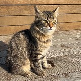 rekycats
