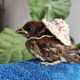 tangguodexiaoquexing