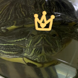 shuaiqideturtle