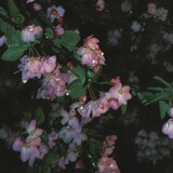 nan____nxi