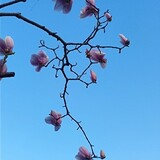 banshiyanyume