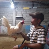 papavhong